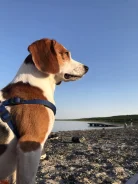 �����. ����