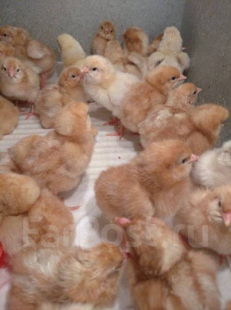 Фото цыплят ломан браун в 1 месяц