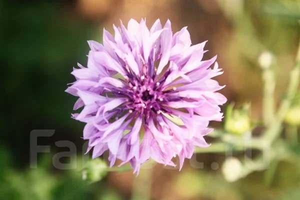 Canon EOS 450D. 10 - 14.9 �� ����