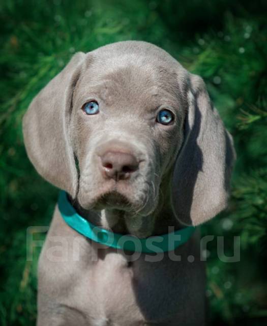 Шикарный щенок веймаранера от чемпионов - Собаки в Комсомольске-на-Амуре