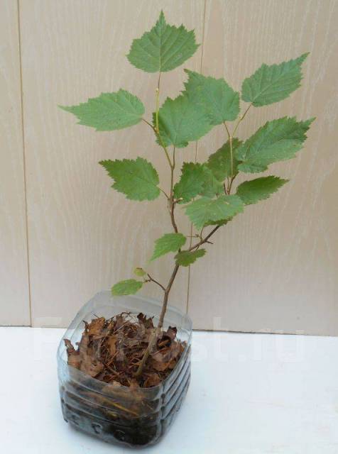 Лещина маньчжурская Corylus mandshurica