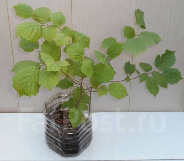 Лещина маньчжурская Corylus mandshurica