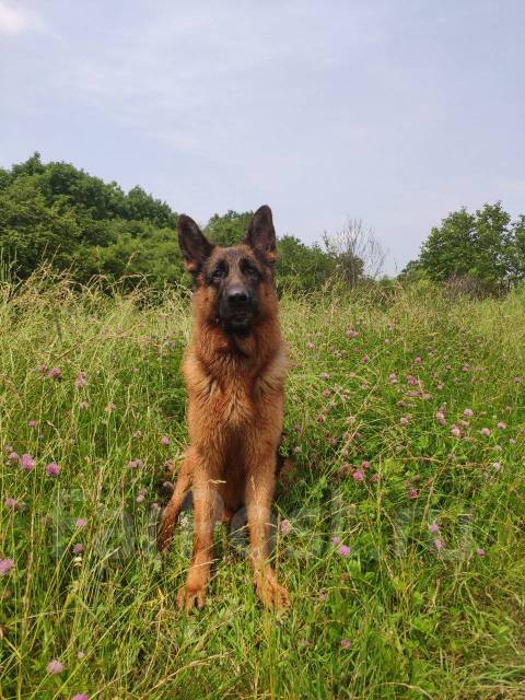 Кобель немецкой овчарки для вязки во Владивостоке