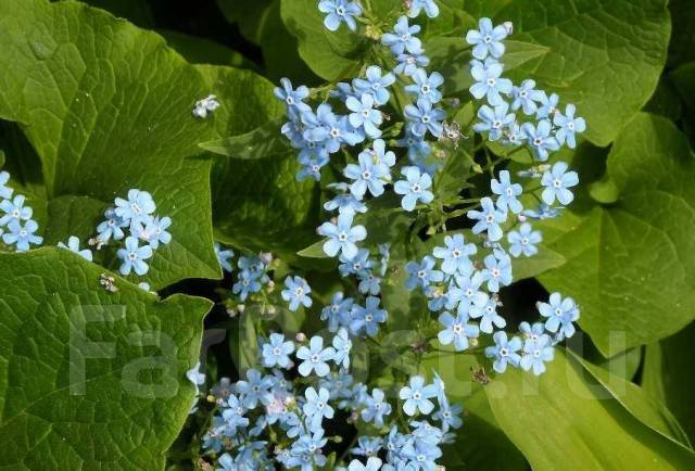 Бруннера (многолетник). Фото цветения внутри. В наличии, новый. Цена ...