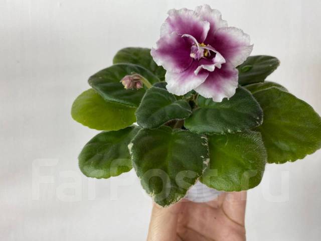 Фиалка (сенполия) ЛЕ-Алиса, новинка 2018г, стартер, в наличии. Цена: 300 ₽ во Вл