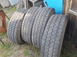 TyRex. �����������, 2019 ���, �/�, ����� 20�% ����