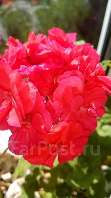 Зональные махровые и полумахровые | pelargonium