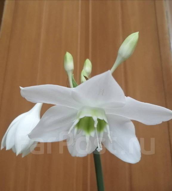 Амазонская лилия взрослое растение, в наличии. Цена: 600₽ во Владивостоке