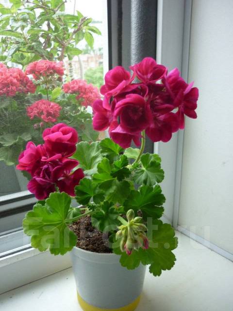 О выборе подходящего места для посадки Пеларгонии Вишневый Десерт