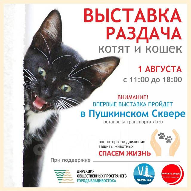 Объявление потерялась кошка образец