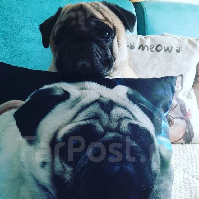 ����. ����