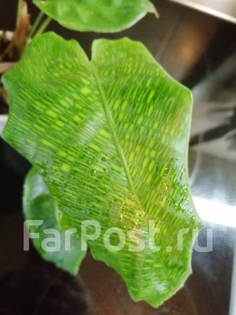 Калатея Мозаика (calathea Network) - Растения во Владивостоке