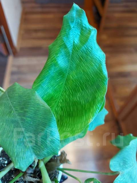 Калатея Мозаика (calathea Network) - Растения во Владивостоке