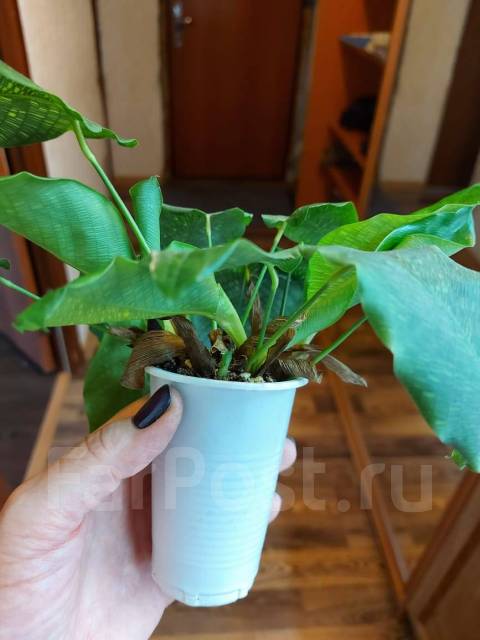 Калатея Мозаика (calathea Network) - Растения во Владивостоке