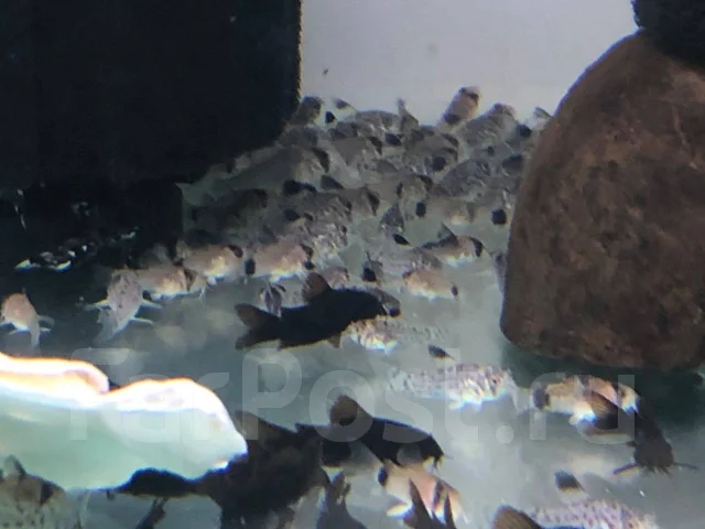 ��������� �����. ����
