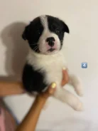 �����. ����