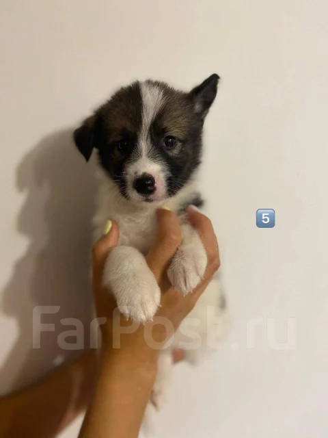 �����. ����
