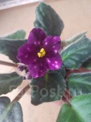 Фиалка п/м Cupid's jewel - Растения во Владивостоке