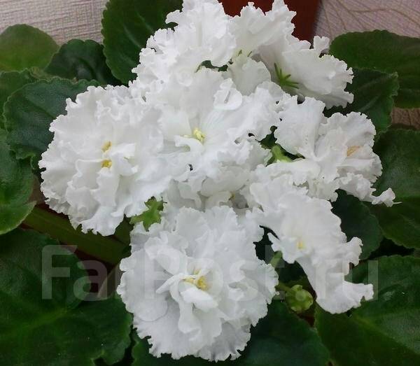 Фиалочка "Свадебный букет" (Морев) - Сад и огород во Владивостоке