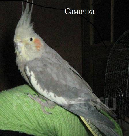 Корелла определить пол фото