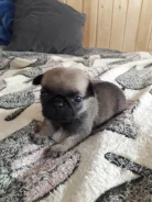 ����. ����