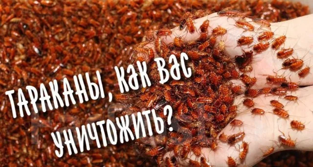 ������ ��������� ����