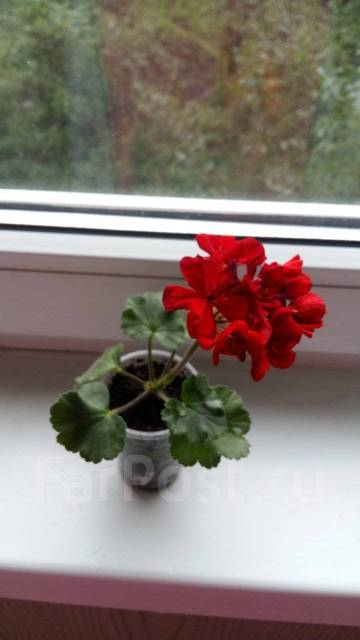 Пеларгония Odensjo Madame Bovary, в ...