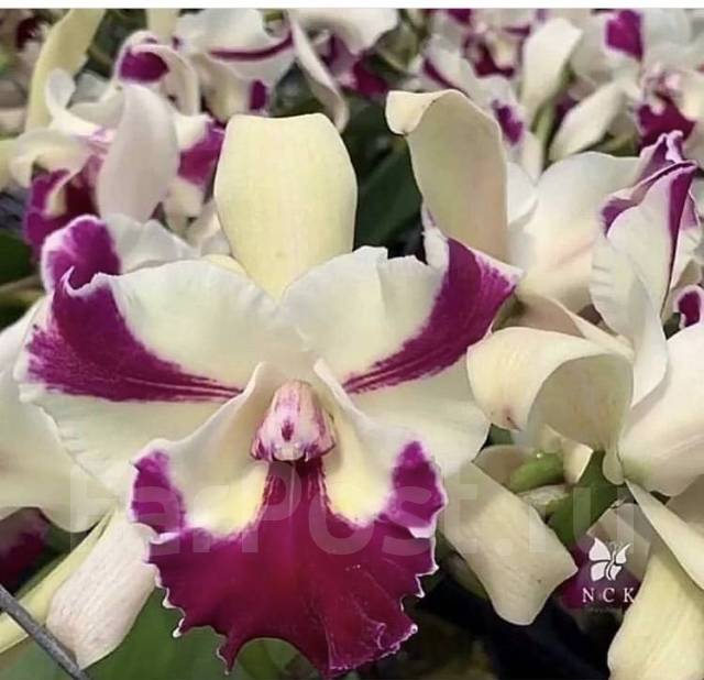 Орхидея Каттлея - Растения во Владивостоке