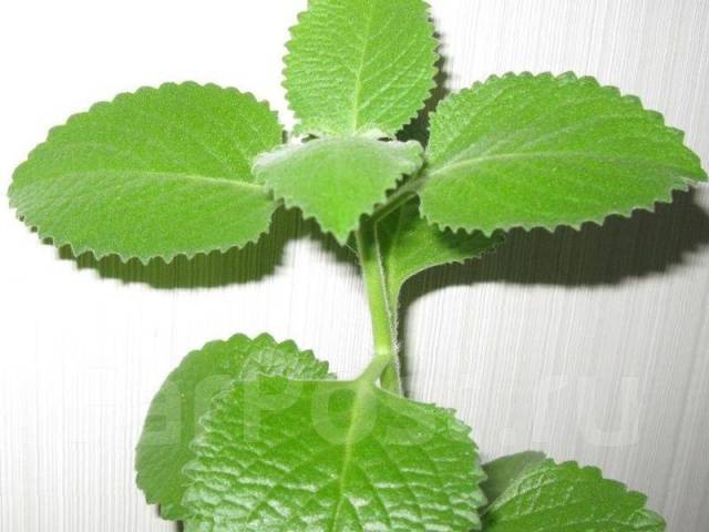 Plectranthus caninus