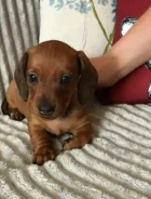 �����. ����