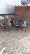 ����. ��� ����� �� ������������ ����