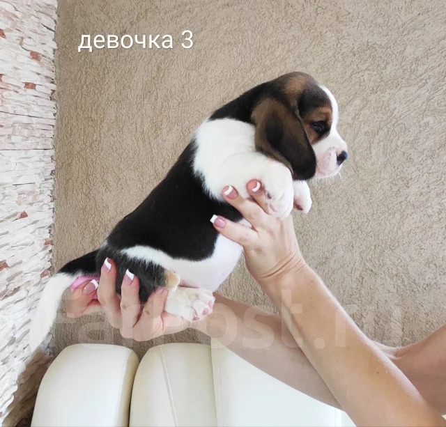 �����. ����