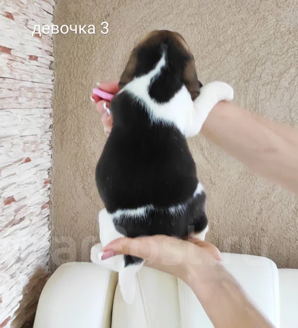 �����. ����