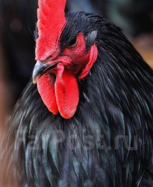 Петухи породы Джерсийский гигант - Птицы в Артеме