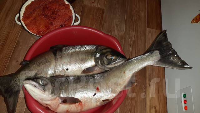 Кета серебрянка , икра - Рыба и морепродукты во Владивостоке
