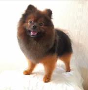 ����. ����