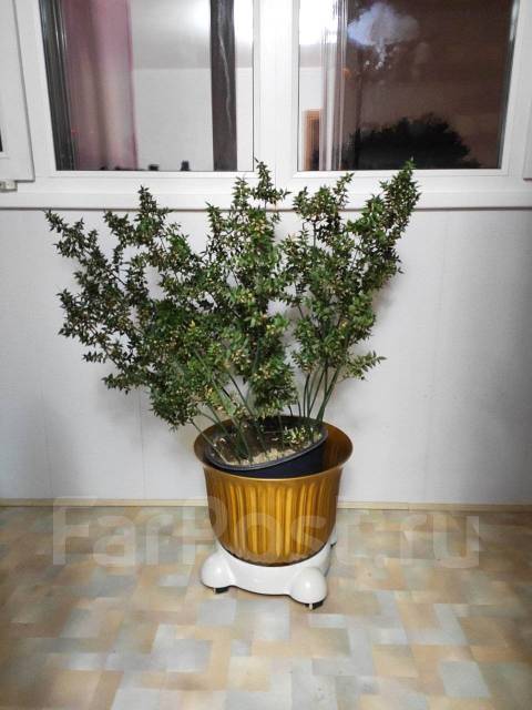 Растение Рускас. (иглица понтийская), в наличии. Цена: 5 000₽ во ...