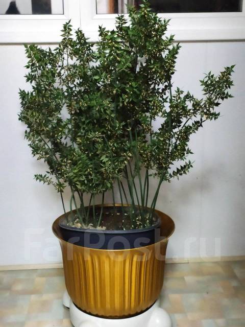 Растение Рускас. (иглица понтийская), в наличии. Цена: 5 000₽ во ...