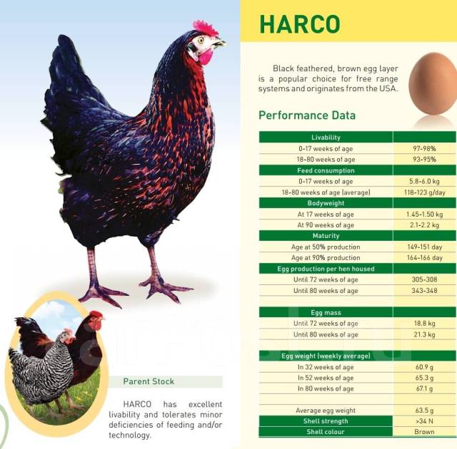 ломан лс куры описание