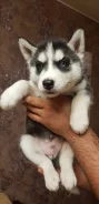 �����. ����