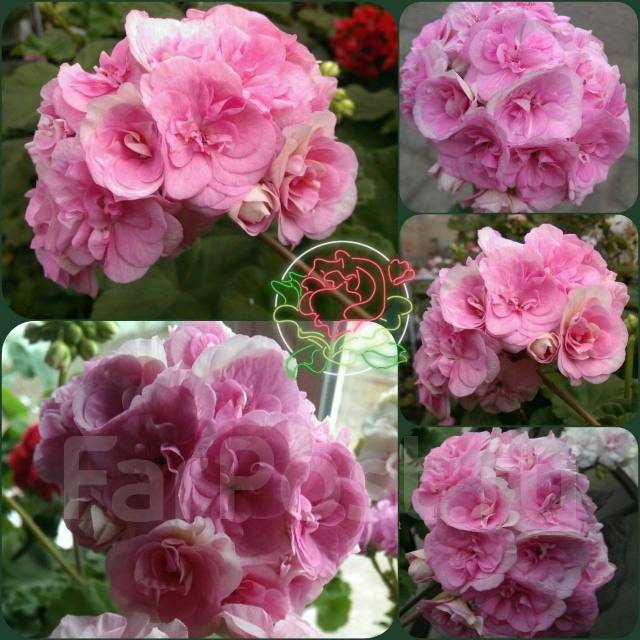 Vintage rose пеларгония фото и описание