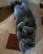 ������� ������ ������������� ����