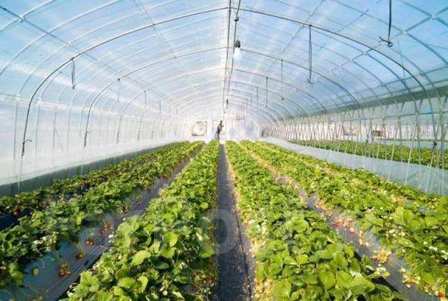 Работник теплицы, работа в ООО \"ЭКО - Дальний Восток\" во Владивостоке ...