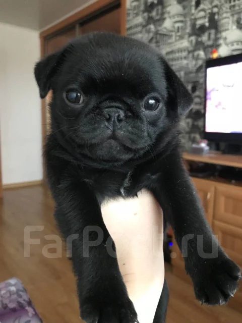 ����. ����
