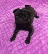 ����. ����
