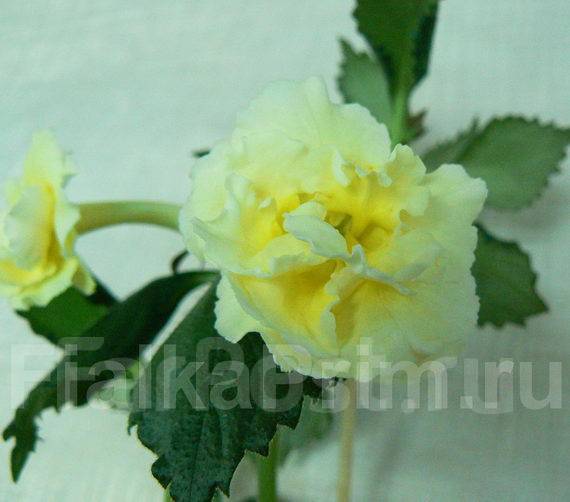 Ахименес yellow english rose фото