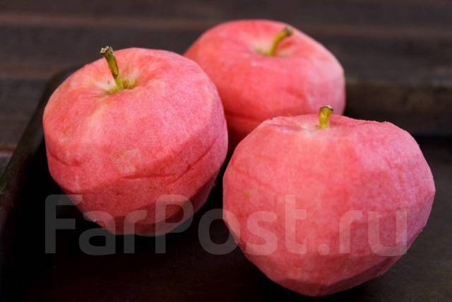 Ред Пэшн Яблоня Описание Фото