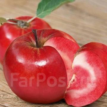 Ред Пэшн Яблоня Описание Фото