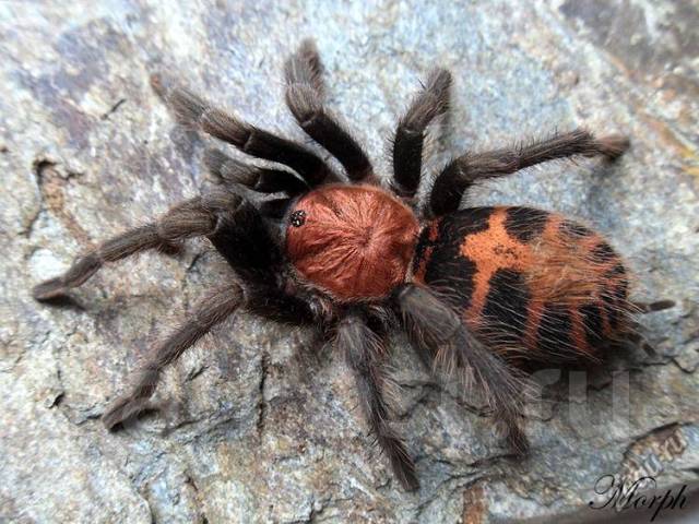 Пауки республики коми фото и описание Продам паука птицееда Cyclosternum fasciatum (Davus fasciatus) L4-6, в наличии. 