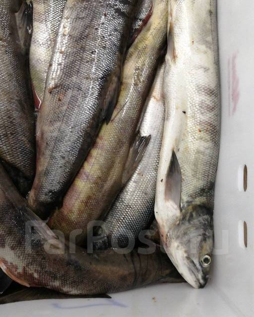 Навага и многое другое "Только с моря" - Рыба и морепродукты в Уссурийске